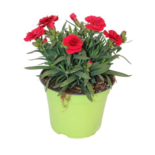 DIANTHUS - immagine 2