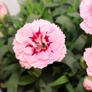 DIANTHUS