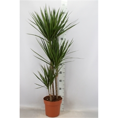 DRACAENA MARGINATA 3 TESTE