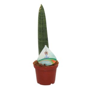 SANSEVERIA SINGOLA