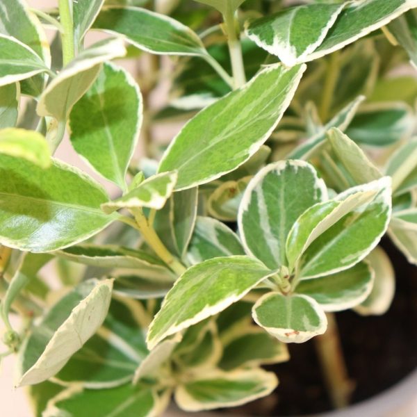 EUONYMUS AUREUS - immagine 2