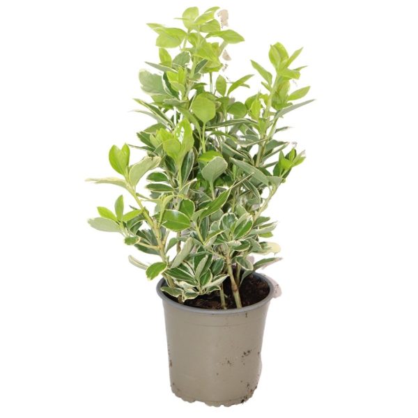 EUONYMUS AUREUS