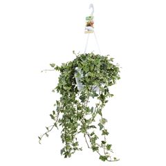 HEDERA HELIX