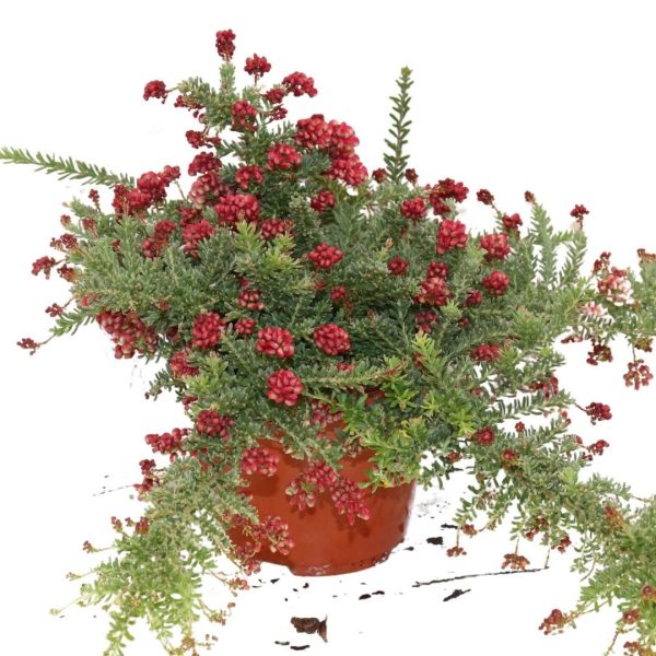 GREVILLEA TAMBORITHA - immagine 2