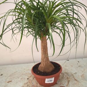 NOLINA BEAUCARNEA