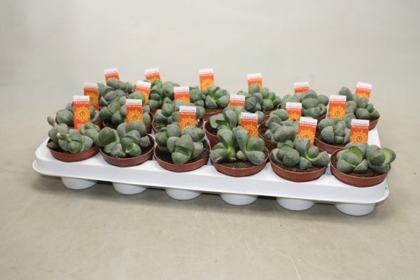 LITHOPS - immagine 3