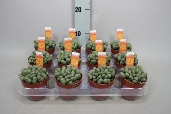 LITHOPS - immagine 4