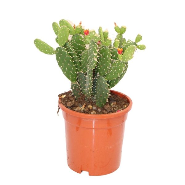 OPUNTIA