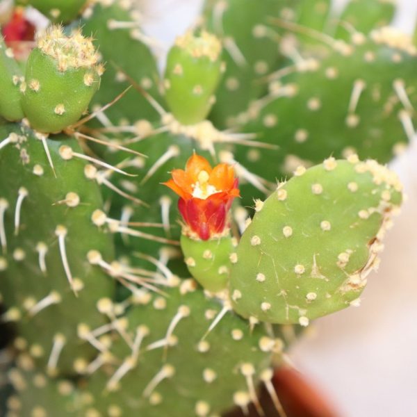 OPUNTIA - immagine 3
