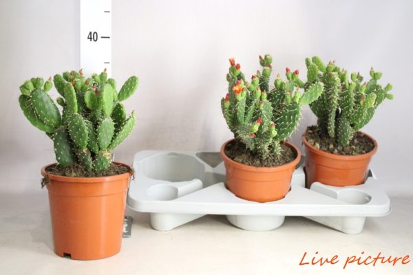 OPUNTIA - immagine 2