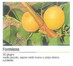 ALBICOCCO FORMIANA