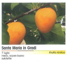 ALBICOCCO MARIA GRADI