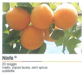 ALBICOCCO NINFA