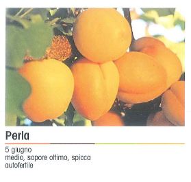 ALBICOCCO PERLA