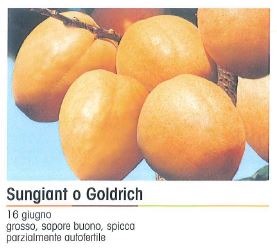 ALBICOCCO SUNGIANT