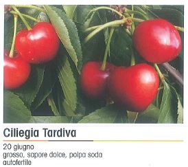 CILIEGIA TARDIVA