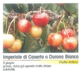 CILIEGIO IMPERIALE DI CASERTA BIANCA