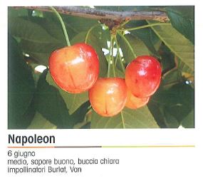 CILIEGIO NAPOLEON