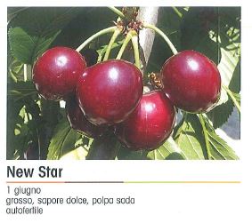 CILIEGIO NEW STAR NANO V 20