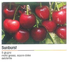 CILIEGIO SUNBURST V 26