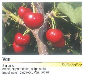 CILIEGIO VAN