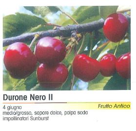 CILIEGIO DURONE  I