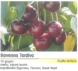 CILIEGIO RAVENNA TARDIVA