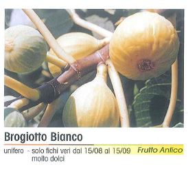 FICO BROGIOTTO BIANCO