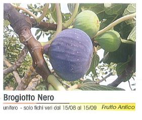 FICO BRUGIOTTO NERO