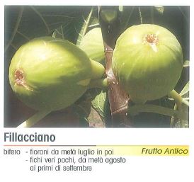 FICO FALLACIANO