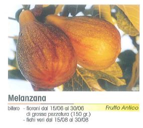 FICO MELANZANA