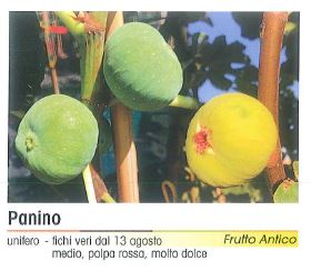 FICO PANINO