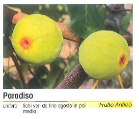 FICO PARADISO