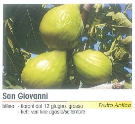 FICO  SAN GIOVANNI