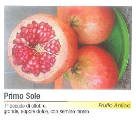 MELOGRANO PRIMO SOLE
