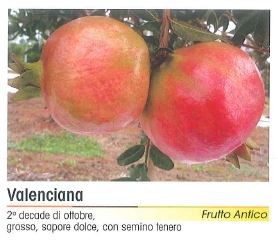 MELOGRANO VALENCIA