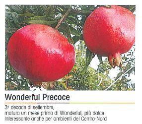 MELOGRANO WONDERFUL PRECOCE