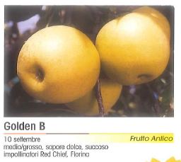 MELA GOLDEN B V 26