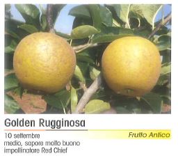 MELA GOLDEN RUGGINOSA