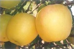 MELA OZARK GOLD