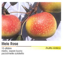 MELA ROSA