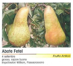 PERA ABATE FETEL V 20