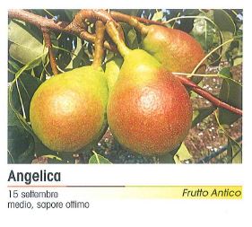 PERA ANGELICA