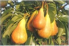 PERA BELLA DI GIUGNO