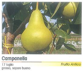 PERA CAMPANELLA
