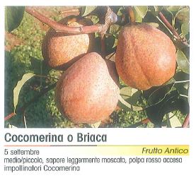 PERA COCOMERIA BRIACA