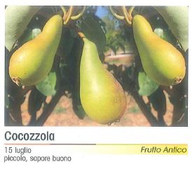 PERA COCOZZOLA