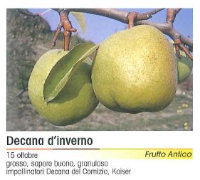 PERA DECENA D' INVERNO