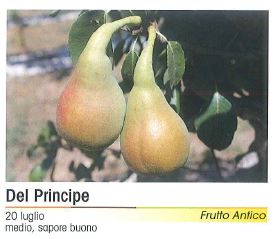 PERA DEL PRINCIPE