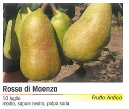 PERA DI MAENZA
